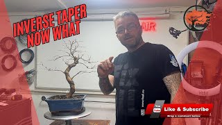 Larch Bonsai Inverse Taper Fix: Repotting and Branch Placement