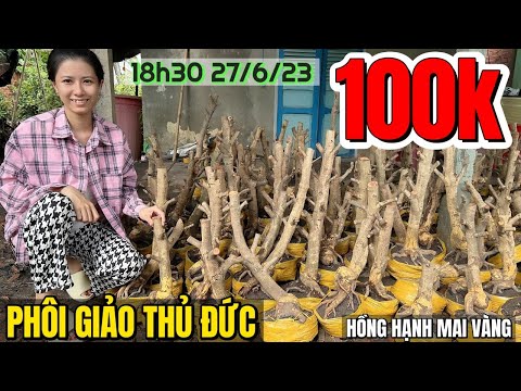 27/6 🔴 Ở đâu rẻ e bán rẻ hơn! Mai Vàng Hồng Hạnh GL phôi mai tàng giảo Thủ Đức đế quái nôm đẹp lạ