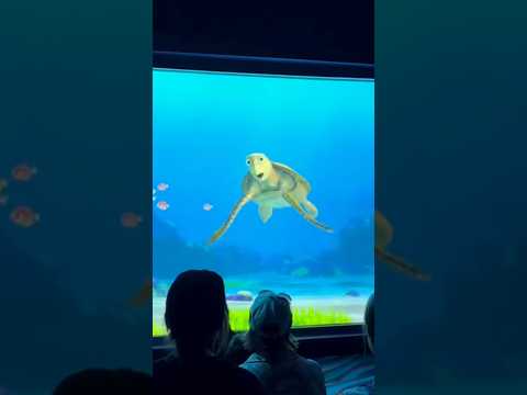 CRUSH GOT VIOLATED  Turtle talk with crush 😂