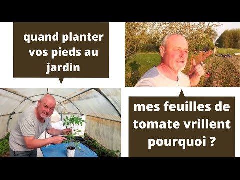 , title : 'Conseils en jardinage : pourquoi mes feuilles de tomates vrillent ?'