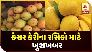 Good News For Kesar Mango Market In Gujarat | ABP Asmita