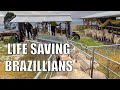 Someone's Gotta Do It! 😬 Australian Sheep Farm Vlog