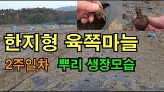 한지형육쪽마늘 파종방법 및 동해 방지 뿌리내리기 확인(파종후 2주일)