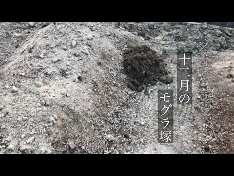 天然の忌避剤: モグラが嫌いな匂いは何ですか?この5つですぐに逃げてしまいます！  庭園