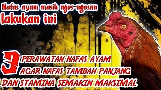 Download lagu nafas ayam panjang dan stamina semakin maksimal. mp3