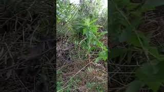 Download lagu cara memakai jontrot burung hantu untuk pikat mp3