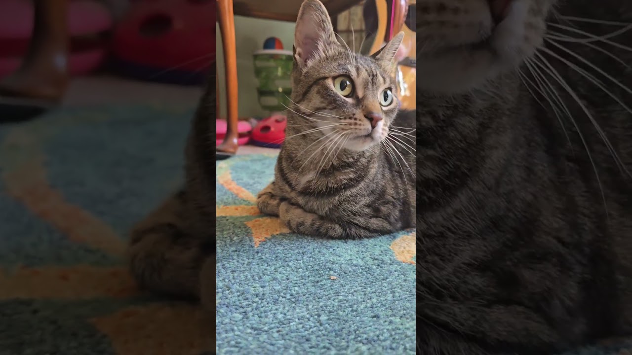 Enlarge Butters, a Adoptable Domestic Short Hair in Bolingbrook, IL video 6/6