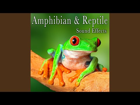 California Tree Frog Chirps Take 1