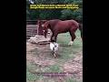 Horse And Goat Naughtiness Youtube Horse Goat Shorts