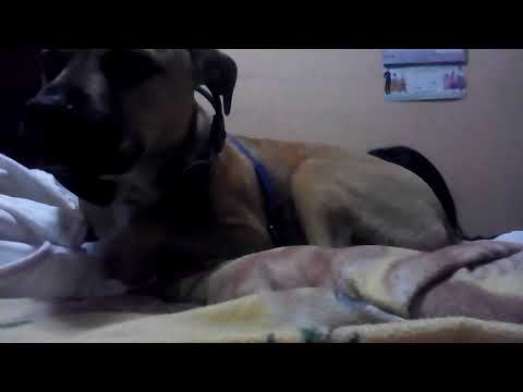 Si Max está molestó diga grrrrrrr