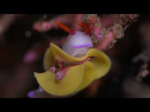 25 Nudibranch A - scuba diving video