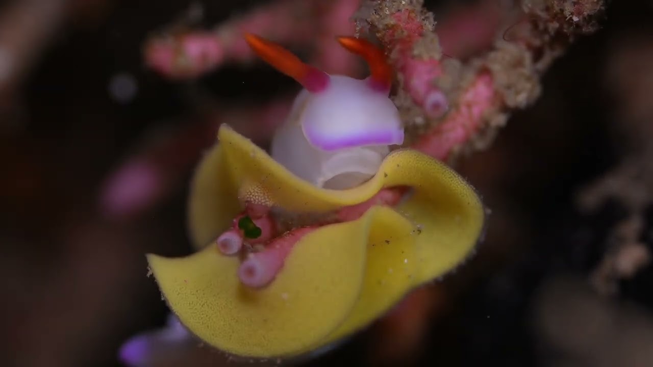 First of 6 Tropical Pacific Nudibranch videos, genus and species.