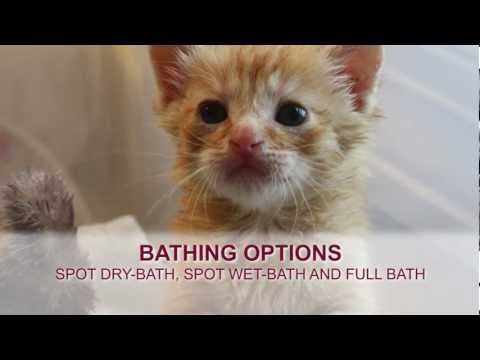How to Videos - How to Bathe an Orphaned Kitten - YouTube