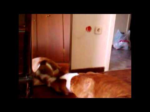 my best friend pitbull scaby