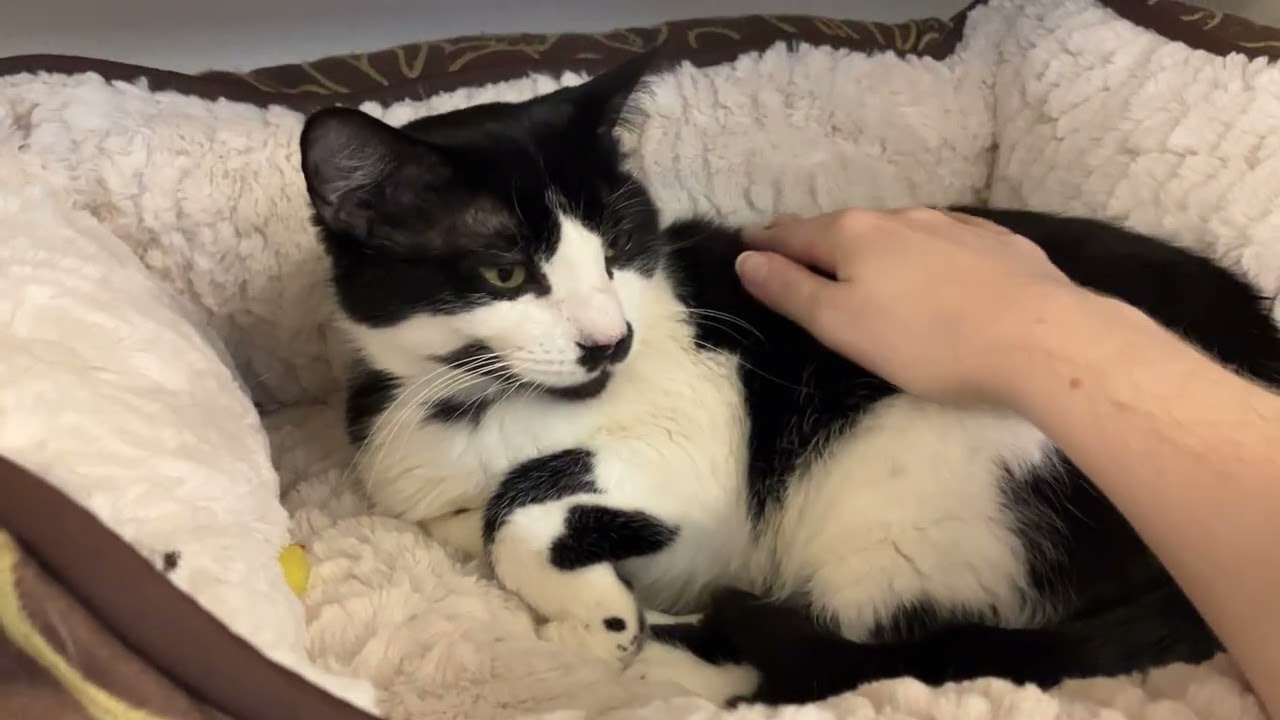 Enlarge Finna, a ADOPTABLE Domestic Short Hair in Eatontown, NJ video 3/6