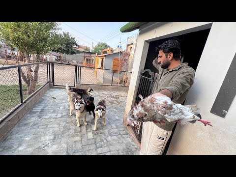 Masoom Se Kbooter Ko Dogs Ny Mar Dala💔