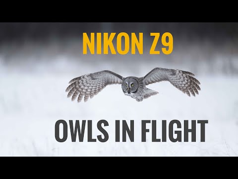 Nikon Z9 Autofocus test - Owls in Flight