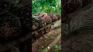 Download lagu ojek sawit full muatan #kulisawit #perkebunankelapasawit #ojeksawit mp3