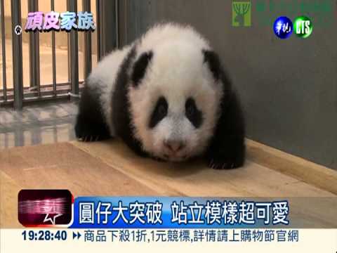 努力學爬有成績 圓仔會站了