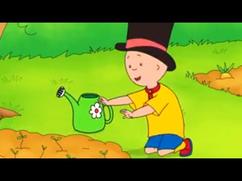 Caillou em Português | Caillou é um Jardineiro | 514 | Nova Temporada | Desenho Animado