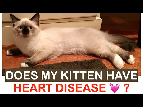 Heart Disease in Cats