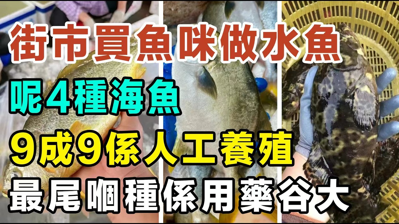 以為食緊野生深海魚？街市買魚咪做水魚，呢4種海魚9成9係人工養殖，踢爆海鮮檔古惑招！教你極速分真假！ #街市買餸 #買魚技巧 #野生海魚 #人工養殖魚 #食安中心 #避伏指南