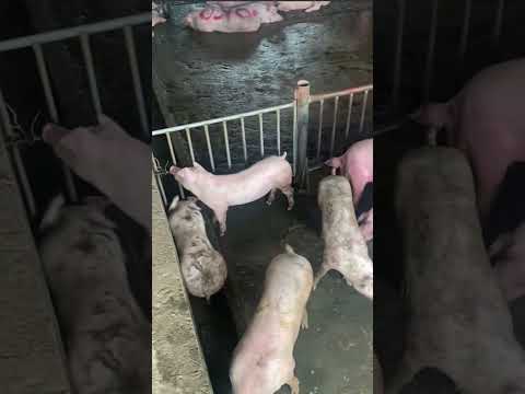 , title : 'Lợn có bán tại chợ sáng ngày 9/5/2023'