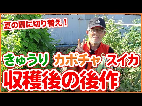 カボチャ科 - 定義