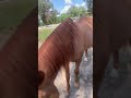 Horses I Love My Boys