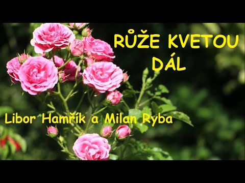 RŮŽE KVETOU DÁL