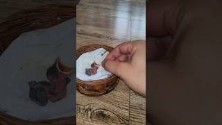 I Found a Baby Bird in My Garden | Save The Hungry Baby Bird #birds