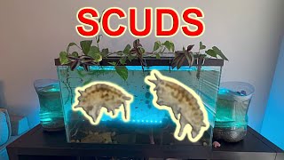 How to change water in aquariums with Scuds