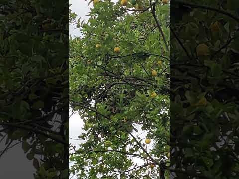 Árbol de limas - San Marcos, Cajamarca 🇵🇪 (Noviembre 2022)