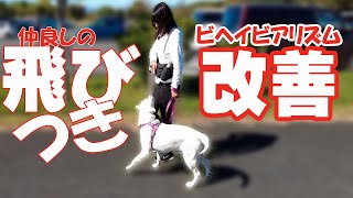 飛びつきわんちゃん大改善。仲良しさんに飛び付いちゃうのを改善します　毎日できるトレーニング