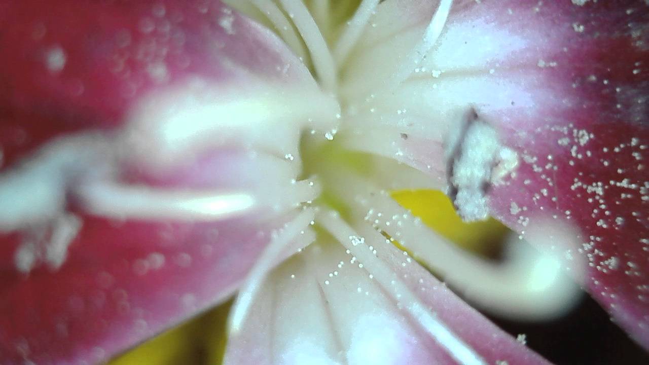 ScopeAround Focus Flower