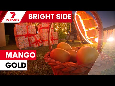 Meet the Sydney man who's made for the mango season | 7NEWS