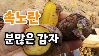 이른 아침 분 많은 홍감자 심으려고 실시간