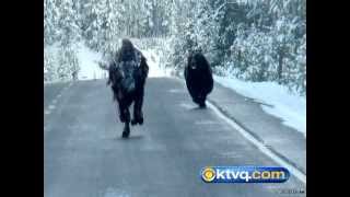 Grizzly chases Bison Video