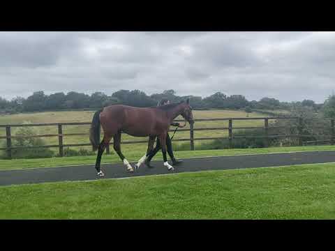 Lot 289 Havana Grey X Hucking Hot