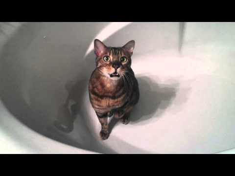 Bengal cat chirping in a bathtub