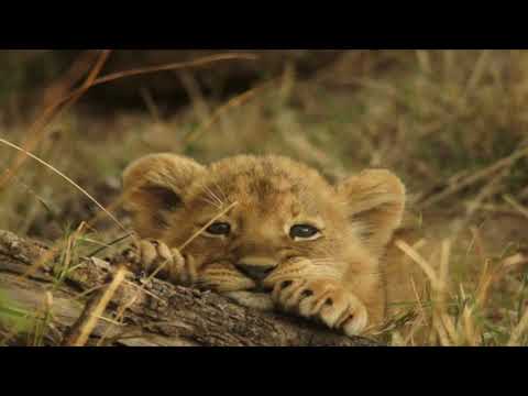 Opwekking kids 003 Koningskind