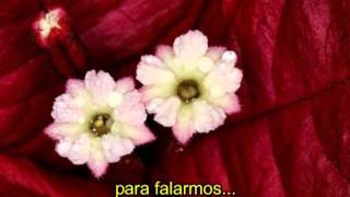 Vikky Carr   Somos Novios   Traduzido