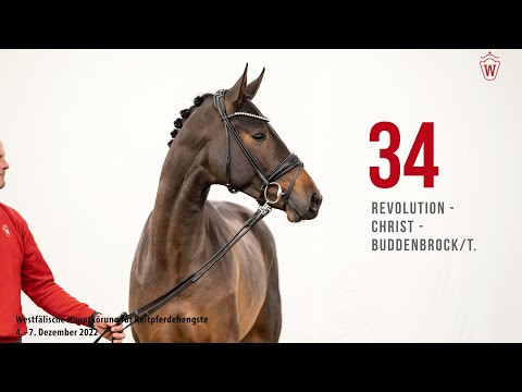 Westfälische Hauptkörung 2022 Reitpferde: Kat.Nr. 34  Revolution  -  Christ  -  Buddenbrock/T.