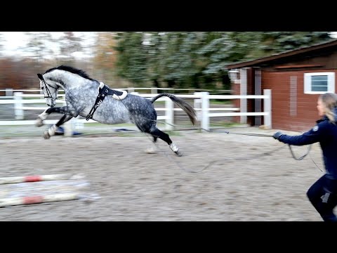 Gelassenheitstraining gar nicht so einfach | Falco & Bourbon Folge 6