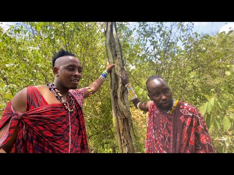 The Secret Natural and Herbal Medicine of the Maasai Tribe