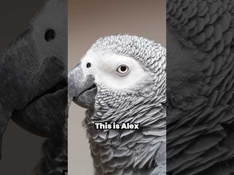 I Did Something Wrong - The Parrots