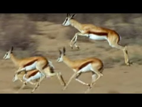 Les bonds spectaculaires du springbok pour échapper au guépard !