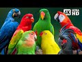 MOST BEAUTIFUL PARROTS ON EARTH COLORFUL BIRDS RELAXING SOUNDS STUNNING NATURE STRESS RELIEF