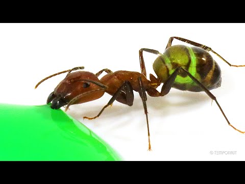 Ants Drinking Green Liquid Candy Timelapse
