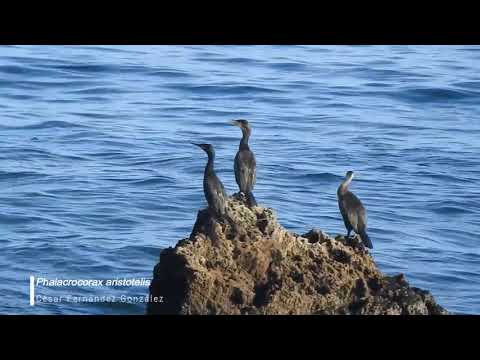 Vídeo de Phalacrocorax aristotelis. <em>© César Fernández González